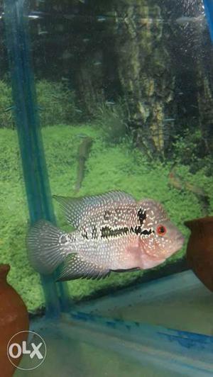 Aquarium Fish Flowerhorn