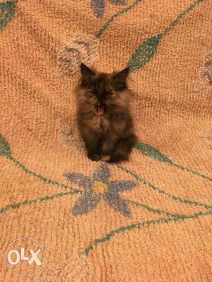 Beautiful Persian kittens 2months old
