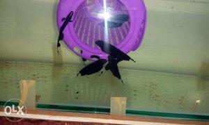 Black ghost fish for sale limited stock
