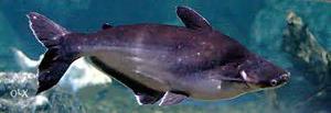Black sharks, white cat fishes for wholesale rate