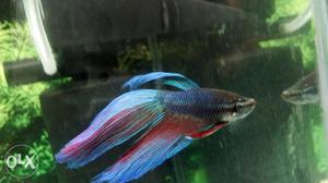 Blue, Red, And Gray Betta Fish
