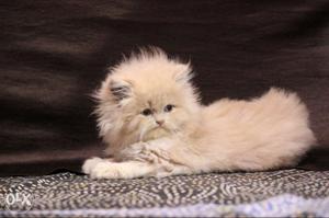 Cute persion kittens for sale