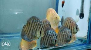 Discus at wholesale price