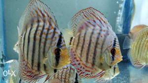 Discus available at good colour n small to big