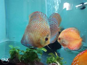 Discus fish available from 3 inces to 5 inches.