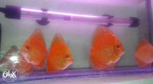 Discus fish sell size 3 5 inch to 4 5inch