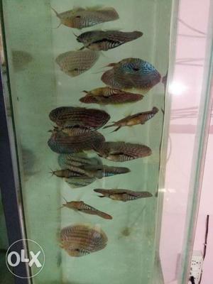Discus fish with tiger Strip imported have all