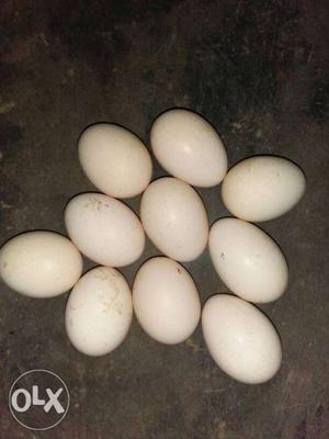 Egg of hen 300Rs for 10eggs