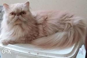 Extreme Punch Face Female Persian cat 1 year old