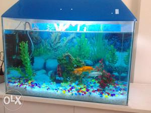 Fish aquarium with accessories tube light, water