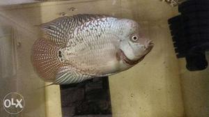 Flowerhorn White Eyes