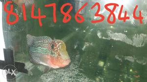 Flowerhorn fish for sell