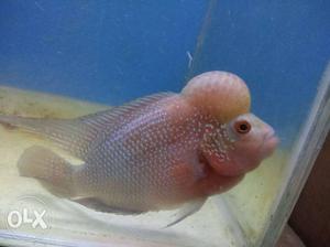 Flowerhorn fish good quality with nice looking