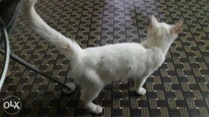 Full White & full black females persian Kitten 9 months old