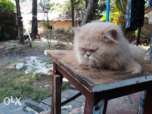 Full punch biscuit colour Persian cat. 1 and 8