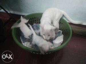 Full white 3cats only in 600
