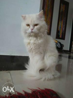 Full white persian cat long fur 100% very good quality