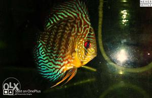 Galaxy turquoise discus fish for sale