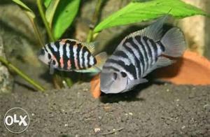 Gray Black-and-white Zebra Fishes