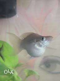 Grey Fish In Guruvayur
