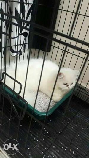 High breed toilet trained persian white...