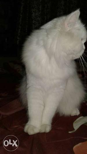 Long-coated White Cat