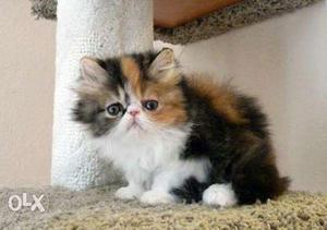 Long-fur Black, Brown, And White Kitten