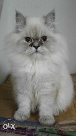 Long-fur White And Greyy Cat