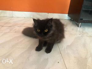 Male and Female 8 old Persian cat