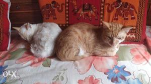 Male and female cat pair for adoption in Delhi