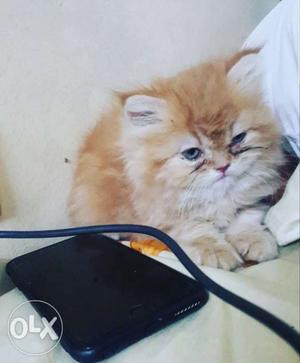 Male pure breed Persian Kitten, punch face