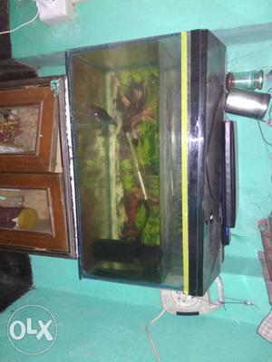 New aquarium and flaworhorn fish