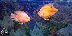 Orange Parrott Fish Pair