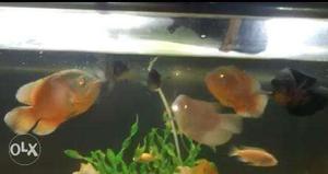 Oscar fish 10inch pair and 8inch pair for sale