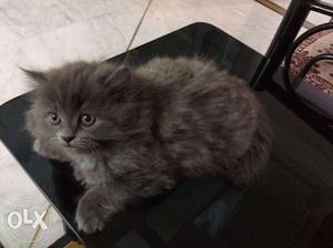 Perican male kitten for sell with gud health