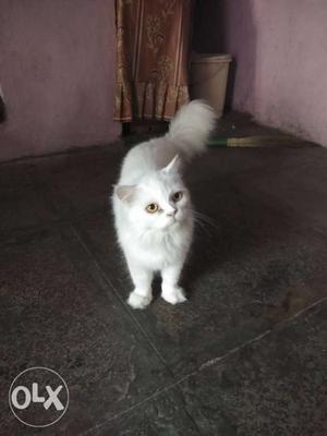 Persian cat 15 months old doll face very nice cat