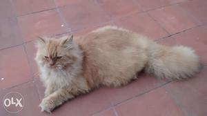 Persian cat beautiful and Healthy.Its British