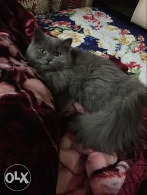 Persian cat (female) 10 months old.. very cute