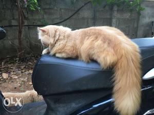 Persian cats for sale. O