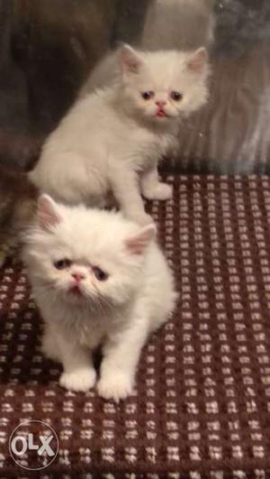 Persian punch face white kitten