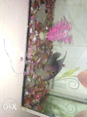 Pink And Silver Flowerhorn Cichlid