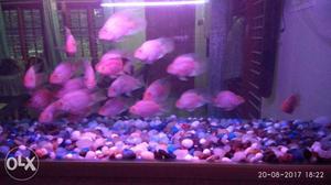 Pink Fish,per pair :pairs..Neg