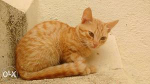 Short-coated Orange Cat