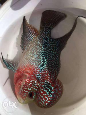 Show quality flowerhorn available for sale