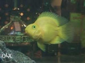 Small yellow parot fish