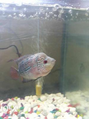 Srd Flowerhorn Fish