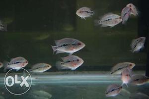 Super Red Dragon flowerhorn babies available