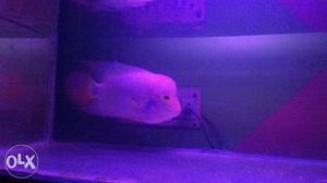 This is Golden Base Feder Flowerhorn. Male, size