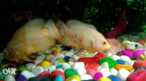 Two 3 inch long imported albino oscar with orange