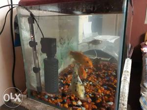 Two Orange And One Gray Pet Fishes